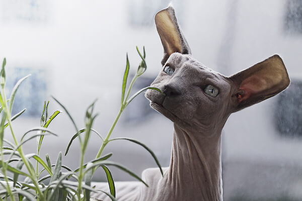 اخبار جالب,خبرهای جالب,خواندنی ها و دیدنی ها,مخلوقات مکعبی