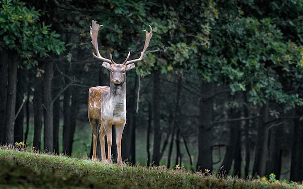 اخبار جالب,خبرهای جالب,خواندنی ها و دیدنی ها,مخلوقات مکعبی