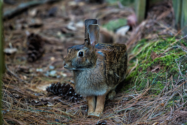 اخبار جالب,خبرهای جالب,خواندنی ها و دیدنی ها,مخلوقات مکعبی