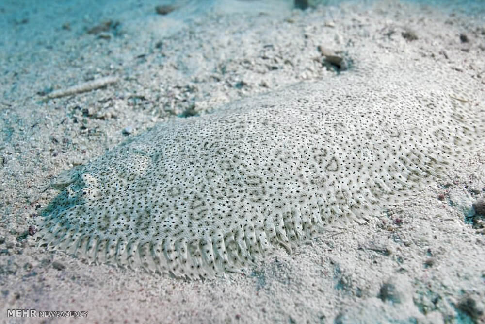 تصاویرمخفی شدن هنرمندانه حیوانات تصاویرمخفی شدن هنرمندانه حیوانات,عکس های مخفی شدن هنرمندانه حیوانات,تصاویراستتار حیوانات