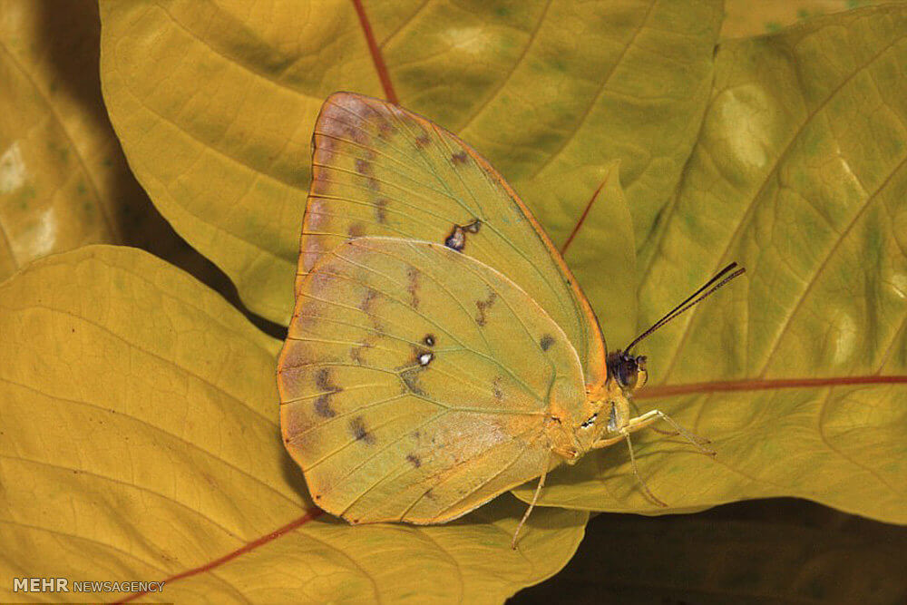 تصاویرمخفی شدن هنرمندانه حیوانات تصاویرمخفی شدن هنرمندانه حیوانات,عکس های مخفی شدن هنرمندانه حیوانات,تصاویراستتار حیوانات