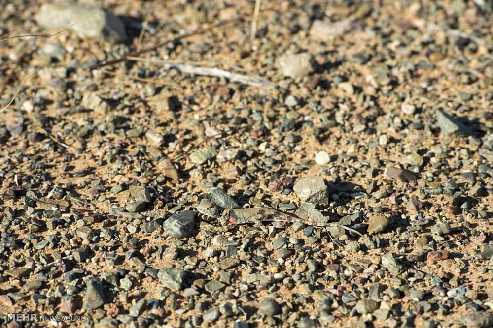 تصاویرمخفی شدن هنرمندانه حیوانات تصاویرمخفی شدن هنرمندانه حیوانات,عکس های مخفی شدن هنرمندانه حیوانات,تصاویراستتار حیوانات