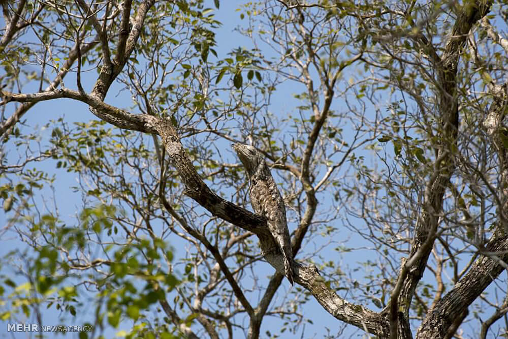 تصاویرمخفی شدن هنرمندانه حیوانات تصاویرمخفی شدن هنرمندانه حیوانات,عکس های مخفی شدن هنرمندانه حیوانات,تصاویراستتار حیوانات