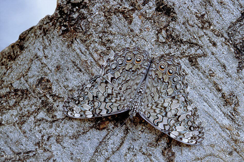 تصاویرمخفی شدن هنرمندانه حیوانات تصاویرمخفی شدن هنرمندانه حیوانات,عکس های مخفی شدن هنرمندانه حیوانات,تصاویراستتار حیوانات