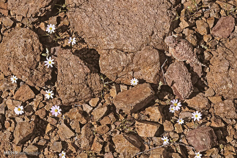 تصاویرمخفی شدن هنرمندانه حیوانات تصاویرمخفی شدن هنرمندانه حیوانات,عکس های مخفی شدن هنرمندانه حیوانات,تصاویراستتار حیوانات