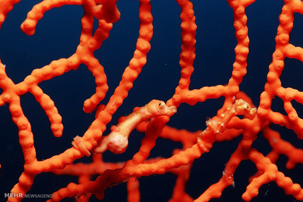 تصاویرمخفی شدن هنرمندانه حیوانات تصاویرمخفی شدن هنرمندانه حیوانات,عکس های مخفی شدن هنرمندانه حیوانات,تصاویراستتار حیوانات