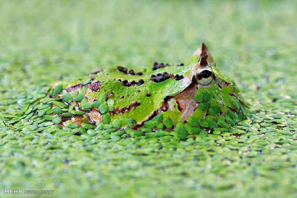 تصاویرمخفی شدن هنرمندانه حیوانات تصاویرمخفی شدن هنرمندانه حیوانات,عکس های مخفی شدن هنرمندانه حیوانات,تصاویراستتار حیوانات