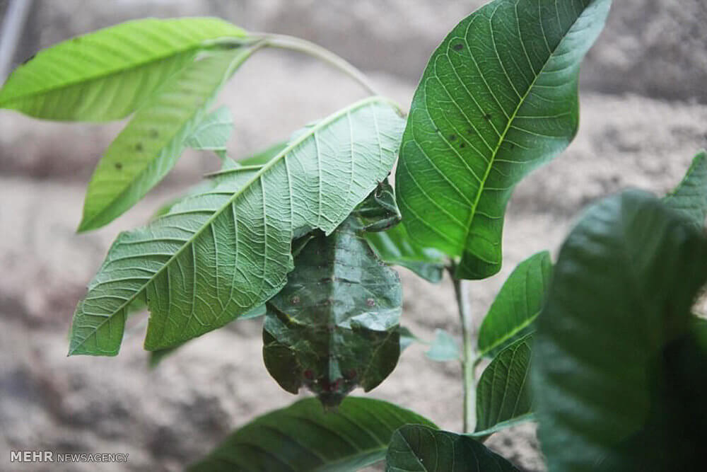 تصاویرمخفی شدن هنرمندانه حیوانات تصاویرمخفی شدن هنرمندانه حیوانات,عکس های مخفی شدن هنرمندانه حیوانات,تصاویراستتار حیوانات