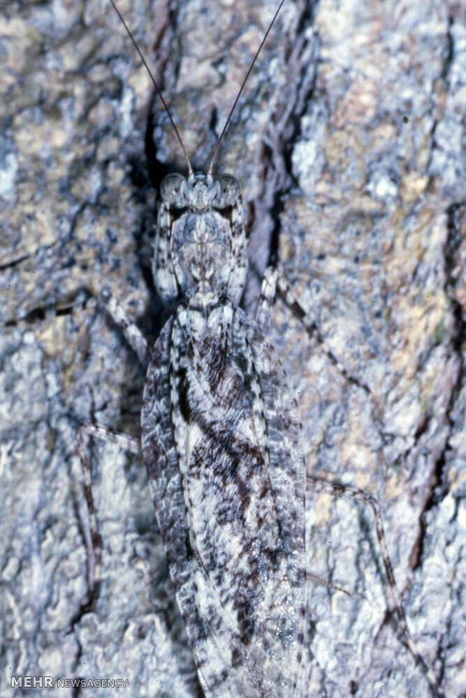 تصاویرمخفی شدن هنرمندانه حیوانات تصاویرمخفی شدن هنرمندانه حیوانات,عکس های مخفی شدن هنرمندانه حیوانات,تصاویراستتار حیوانات