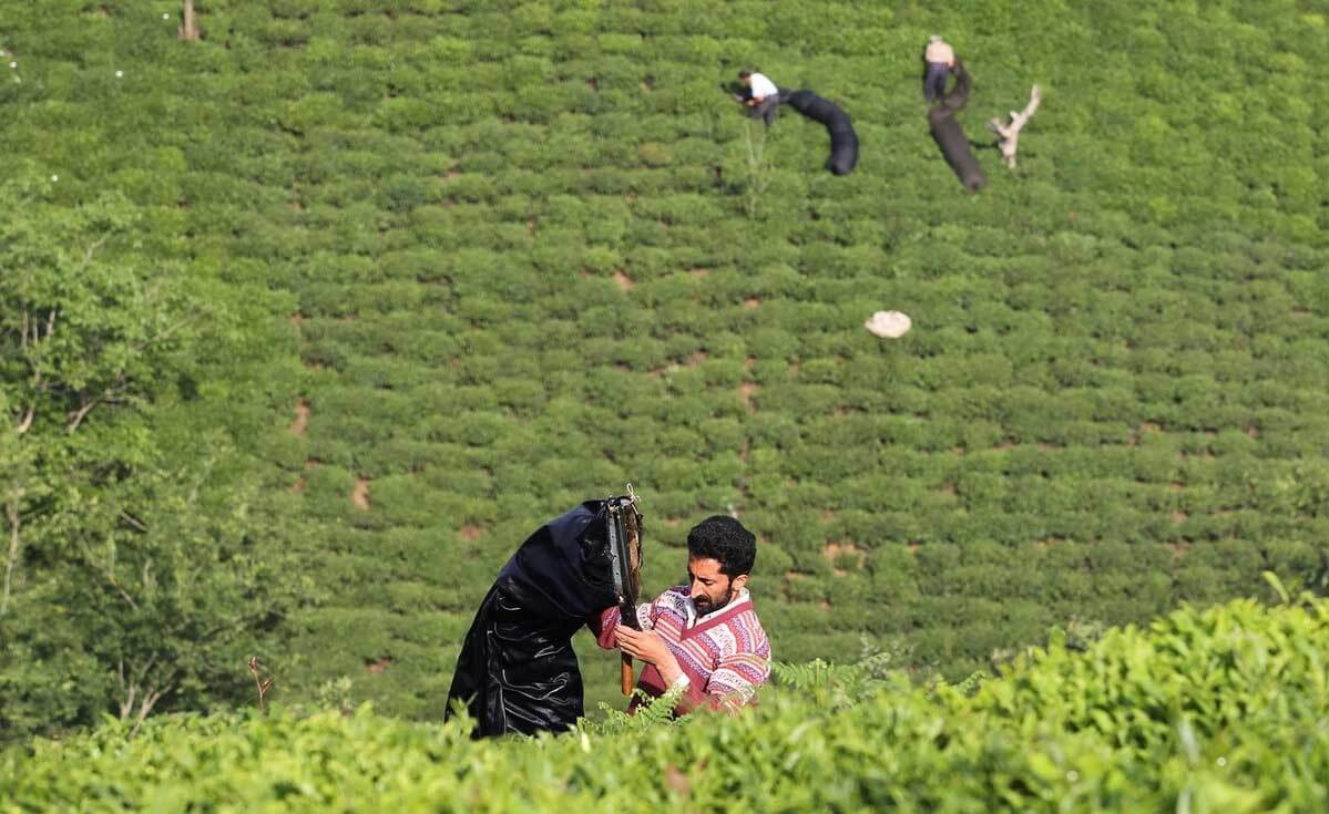 تصاویر مزارع لاهیجان,عکسهای مزارع لاهیجان,عکسهای مزارع چای اهیجان