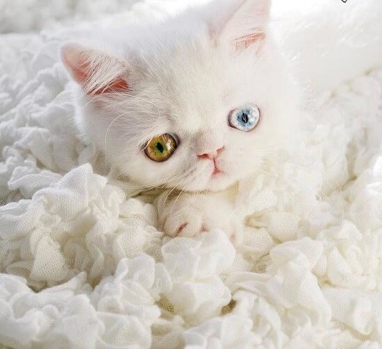 تصاویر گربه ای با چشم های سحرآمیز,عکس های گربه های زیبای دنیا,عکس های گربه با چشم های دو رنگ