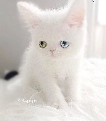 تصاویر گربه ای با چشم های سحرآمیز,عکس های گربه های زیبای دنیا,عکس های گربه با چشم های دو رنگ
