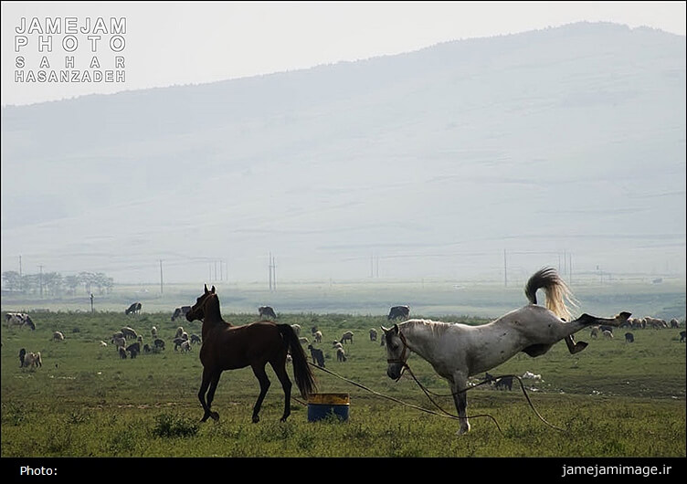 تصاویر جشنواره اسب اصیل ترکمن,عکس های جشنواره اسب ترکمن,عکس اسب های اصیل روستای صوفیان