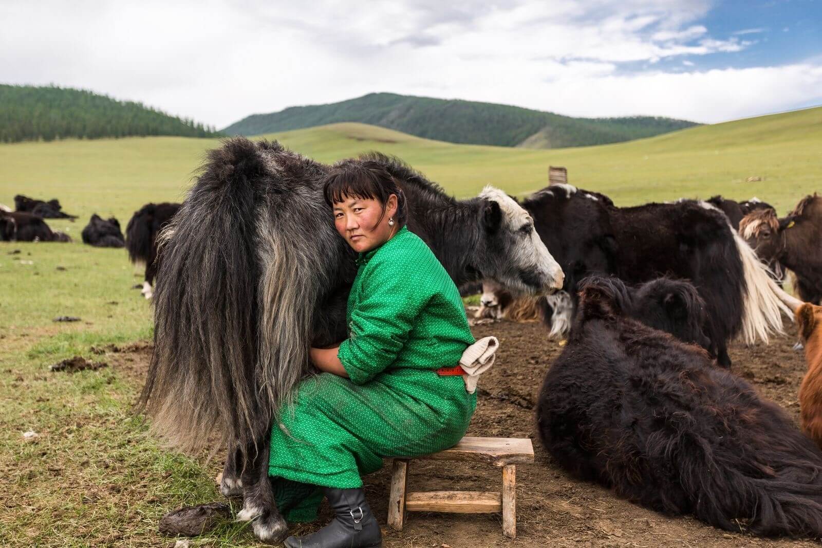 عکس زندگی روستایی زن مغول,تصویر زندگی روستایی زن مغول,عکس دوشیدن شیر توسط زن مغول