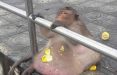 اخبار جالب,خبرهای جالب,خواندنی ها و دیدنی ها,چاق‌ترین میمون تایلند