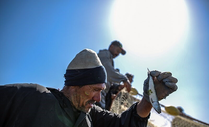 تصاویر صید ماهی,تصویر ماهیگیری در میانکاله,عکس صید ماهی در مازندران