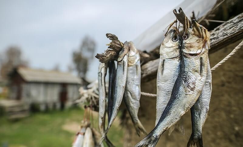 تصاویر صید ماهی,تصویر ماهیگیری در میانکاله,عکس صید ماهی در مازندران