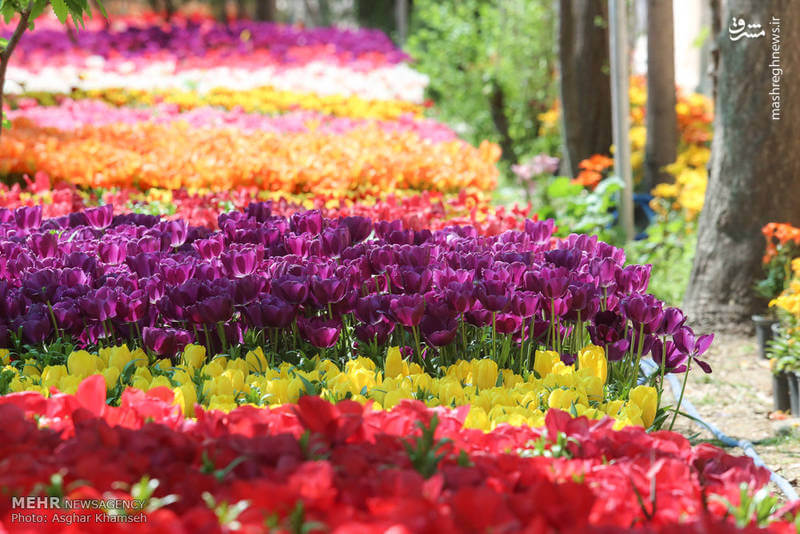 تصاویر گل لاله در تهران,عکسهای گل لاله در تهران,تصاویر لاله‌های رنگارنگ در تهران