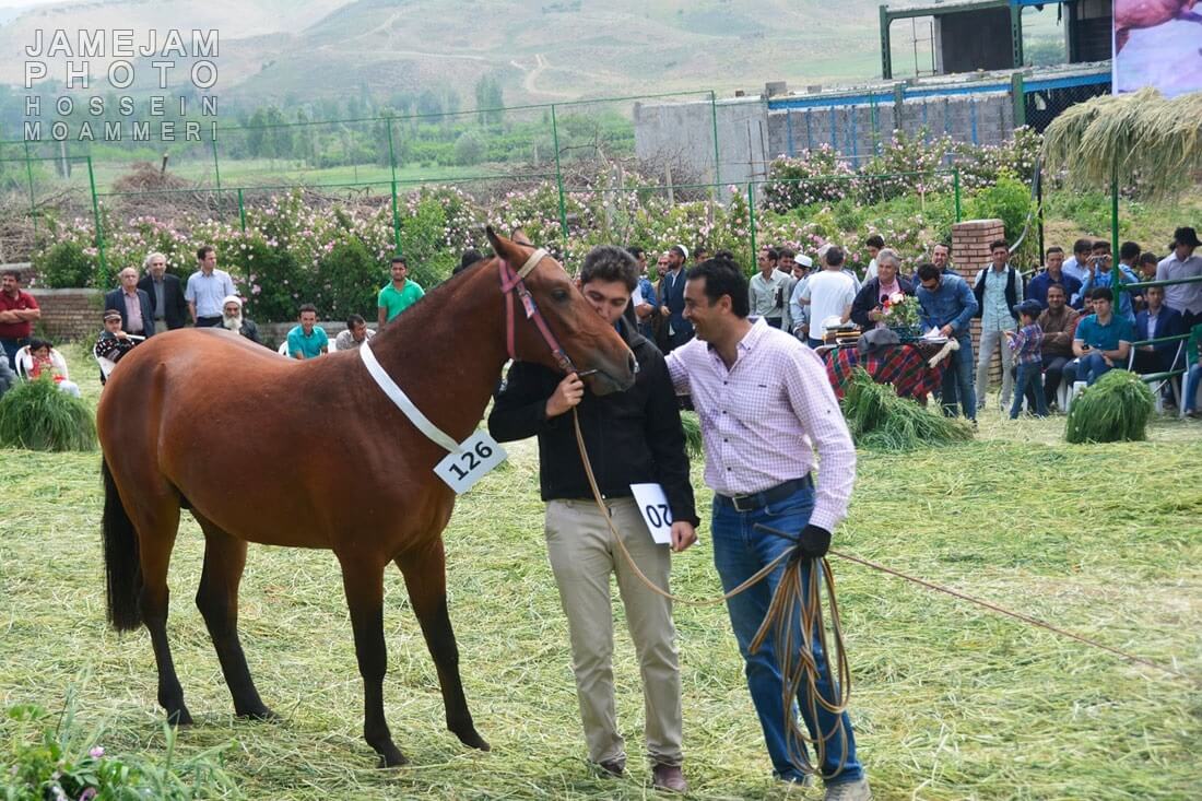 تصاویرجشنواره زیبایی اسب ترکمن,عکس های جشنواره زیبایی اسب ترکمن,عکس جشنواره زیبایی اسب ترکمن