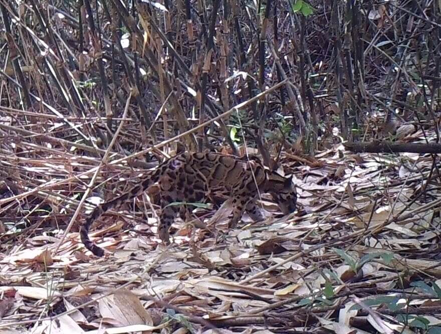 تصاویر حیاتوحش در هفتهای که گذشت تصاویر حیاتوحش در هفتهای که گذشت,عکس های حیاتوحش در هفتهای که گذشت,عکس های دیدنی های حیات وحش