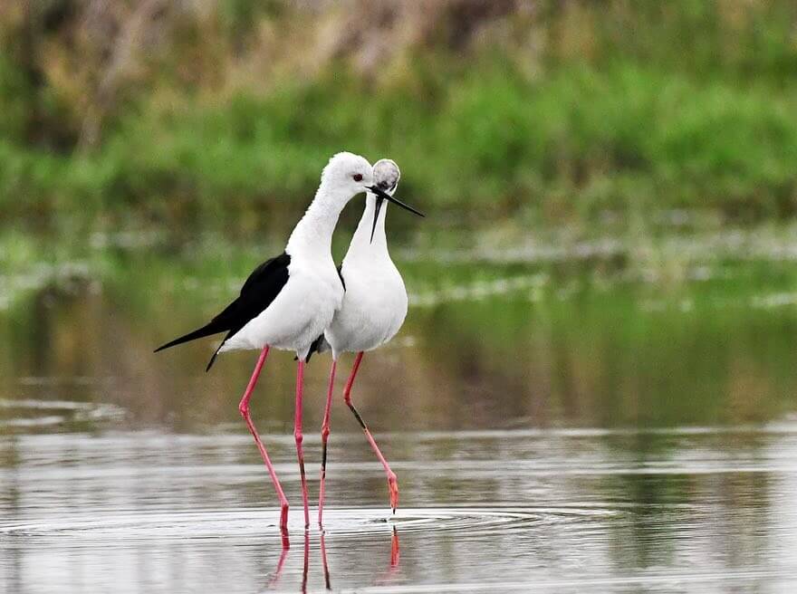 تصاویر حیاتوحش در هفتهای که گذشت تصاویر حیاتوحش در هفتهای که گذشت,عکس های حیاتوحش در هفتهای که گذشت,عکس های دیدنی های حیات وحش