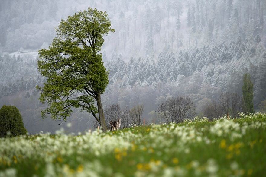 تصاویر حیاتوحش در هفتهای که گذشت تصاویر حیاتوحش در هفتهای که گذشت,عکس های حیاتوحش در هفتهای که گذشت,عکس های دیدنی های حیات وحش