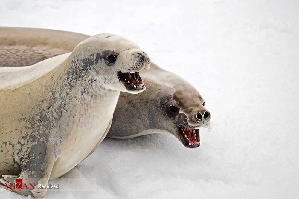 تصاویر حیات وحش قطب جنوب,عکس های حیات وحش قطب جنوب,عکس حیات وحش قطب جنوب
