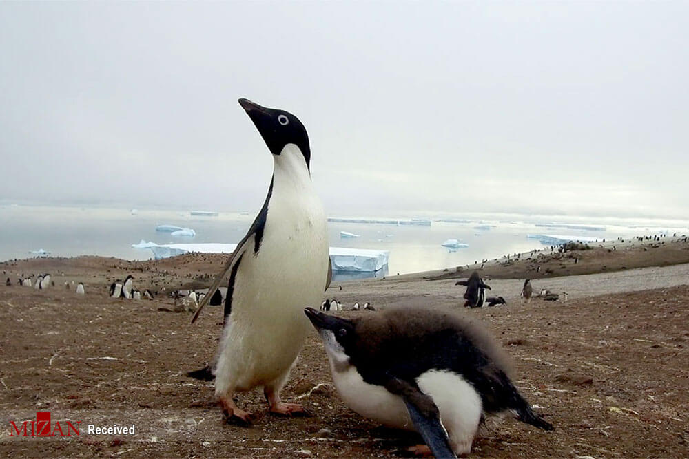 تصاویر حیات وحش قطب جنوب,عکس های حیات وحش قطب جنوب,عکس حیات وحش قطب جنوب