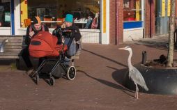 تصاویرزندگی لک‌لک‌ها درآمستردام,عکس های زندگی لک‌لک‌ها درآمستردام,تصاویرکوچ لک‌لک‌ها به آمستردام