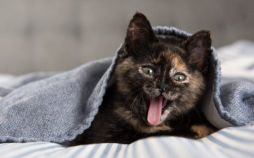 تصاویر خنده حیوانات,عکسهای خنده حیوانات,عکس خنده حیوانات