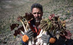 عکس های بردشت ریواس در کوهستان بینالود,تصاویر بردشت ریواس در کوهستان بینالود,عکس های گیاه ریواس در کوه بینالود