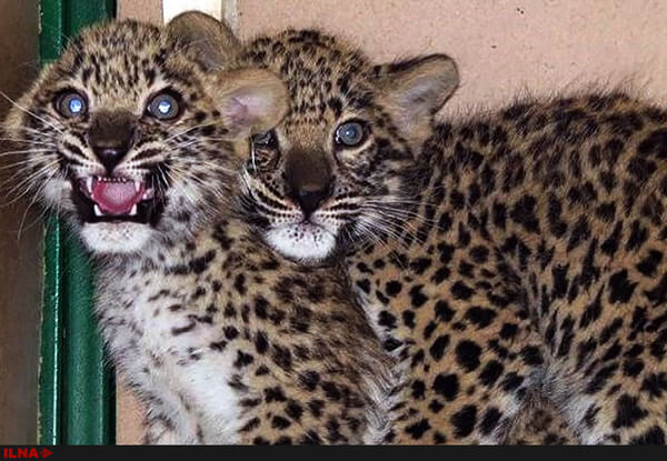 پلنگ،محیط زیست،خبرهای اجتماعی،اخبار اجتماعی اخبار اجتماعی,خبرهای اجتماعی,محیط زیست,پلنگ