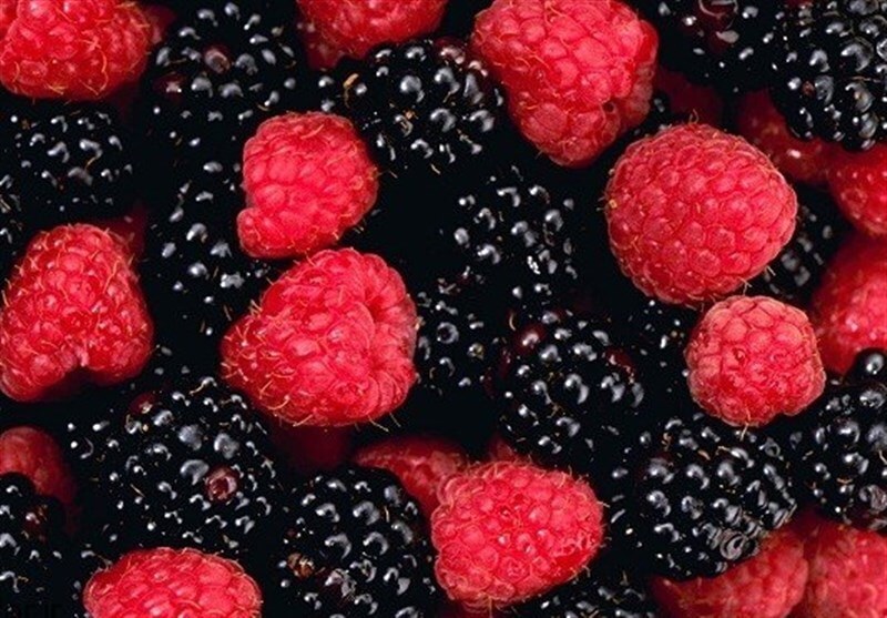 اخبار پزشکی,خبرهای پزشکی,مشاوره پزشکی,توت سیاه