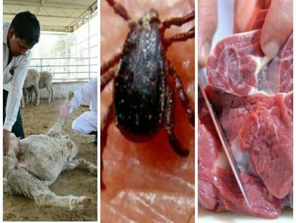 اخبار پزشکی,خبرهای پزشکی,بهداشت,تب کریمه کنگو