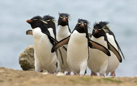 اخبار علمی,خبرهای علمی,طبیعت و محیط زیست,پنگوئن‌