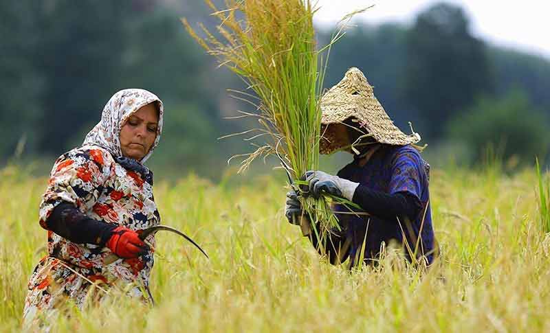 اخبار اقتصادی,خبرهای اقتصادی,کشت و دام و صنعت,برداشت برنج