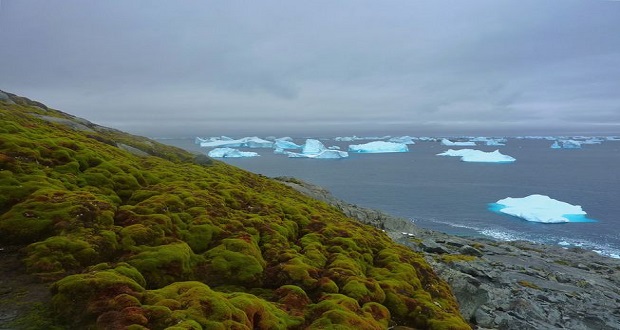 اخبار علمی,خبرهای علمی,طبیعت و محیط زیست,قطب جنوب