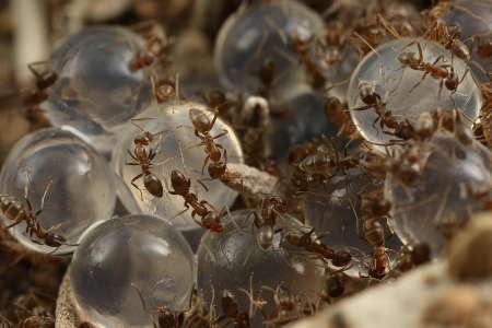 اخبار علمی,خبرهای علمی,طبیعت و محیط زیست,مورچه‌های مهاجم