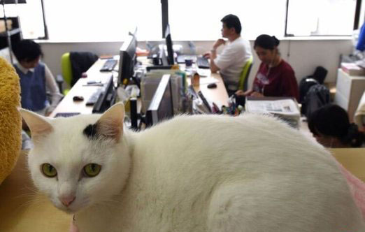 اخبار جالب,خبرهای جالب,خواندنی ها و دیدنی ها,گربه