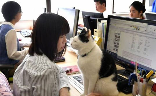 اخبار جالب,خبرهای جالب,خواندنی ها و دیدنی ها,گربه