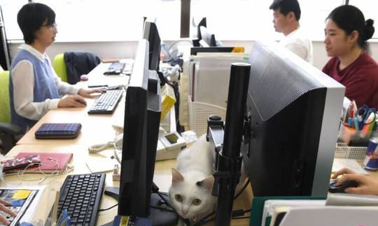 اخبار جالب,خبرهای جالب,خواندنی ها و دیدنی ها,گربه