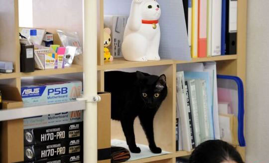 اخبار جالب,خبرهای جالب,خواندنی ها و دیدنی ها,گربه