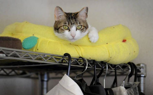 اخبار جالب,خبرهای جالب,خواندنی ها و دیدنی ها,گربه