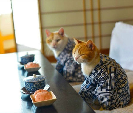 اخبار جالب,خبرهای جالب,خواندنی ها و دیدنی ها,گربه