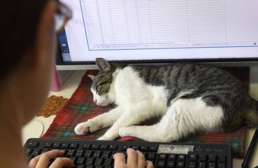 اخبار جالب,خبرهای جالب,خواندنی ها و دیدنی ها,گربه