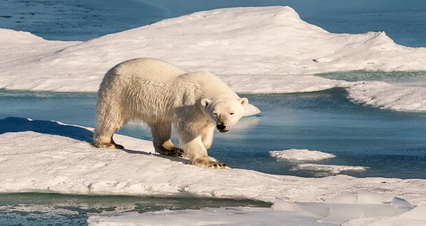 اخبار علمی,خبرهای علمی,طبیعت و محیط زیست,خرس‌های قطبی