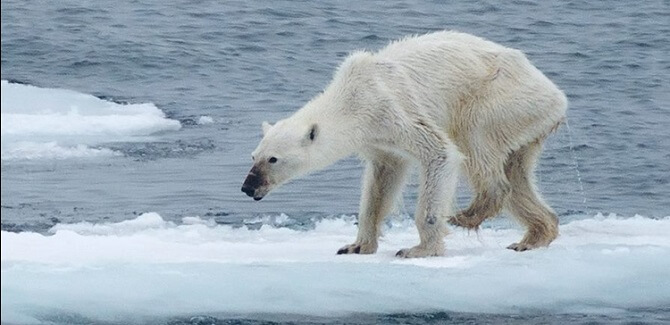 اخبار علمی,خبرهای علمی,طبیعت و محیط زیست,خرس‌های قطبی