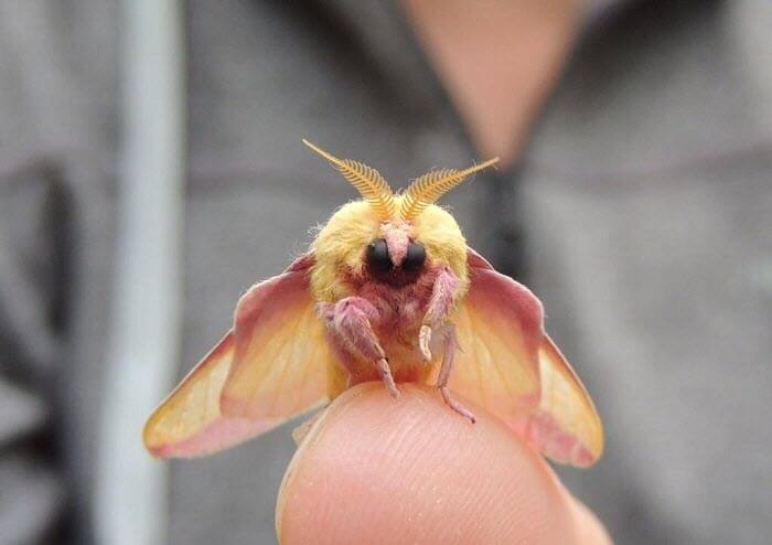 زیباترین حشره جهان،خواندنی ها و دیدنی ها،خبرهای جالب،اخبار جالب اخبار جالب,خبرهای جالب,خواندنی ها و دیدنی ها,زیباترین حشره جهان