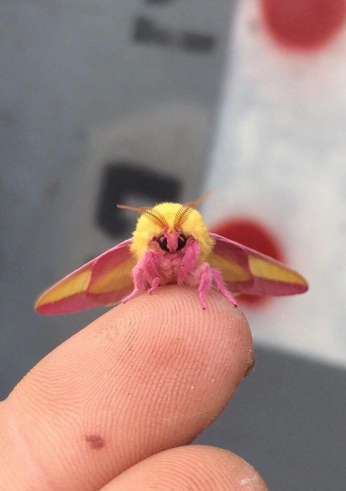 زیباترین حشره جهان،خواندنی ها و دیدنی ها،خبرهای جالب،اخبار جالب اخبار جالب,خبرهای جالب,خواندنی ها و دیدنی ها,زیباترین حشره جهان