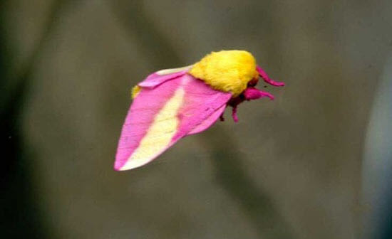 زیباترین حشره جهان،خواندنی ها و دیدنی ها،خبرهای جالب،اخبار جالب اخبار جالب,خبرهای جالب,خواندنی ها و دیدنی ها,زیباترین حشره جهان